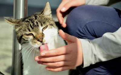 ¿ Còmo actuar con nuestras mascotas en catàstrofes?