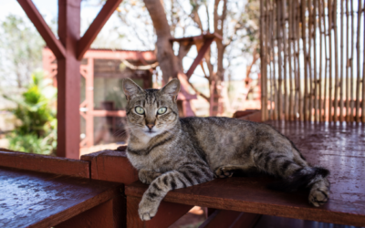 5 Factores que pueden causar letargo en tu gato