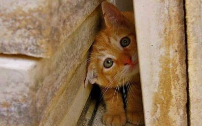 ¿ Por qué mi gato se esconde cuando viene gente?