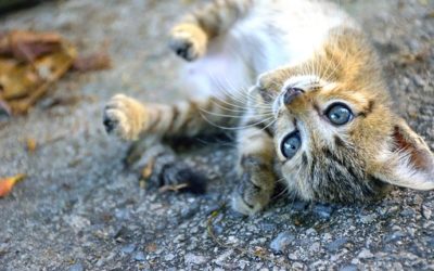 ¿ còmo puedes ayudar a los animales afectados por el sismo de Mèxico?