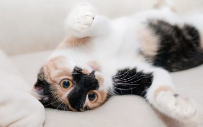 11 actitudes de tu gata que mostrarán que es feliz