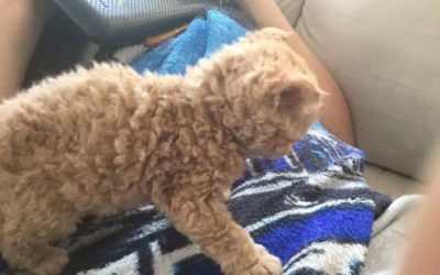 ¿ Conoces a los Selkirk Rex, los gatos de pelaje rizado?