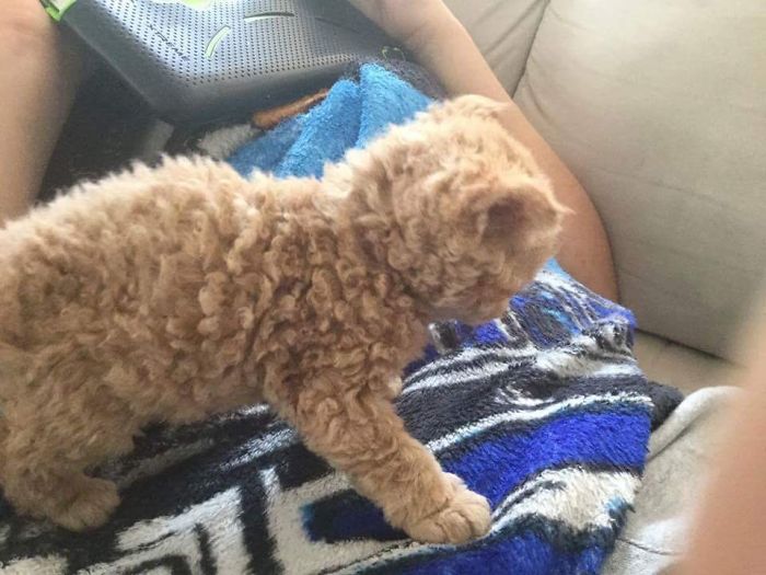 ¿ Conoces a los Selkirk Rex, los gatos de pelaje rizado?