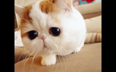 ¿Còmo tratar a un gato dibètico?