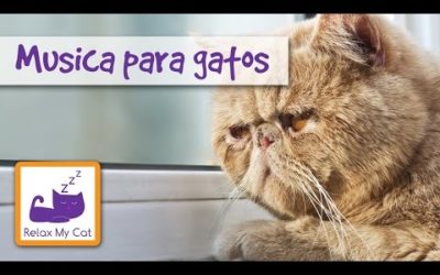 Música para gatos – para relajar gatos estresados para ayudarte a asear a tu gato MUSIC FOR CATS