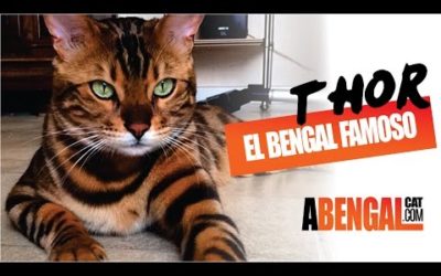 THOR EL GATO DE BENGALA