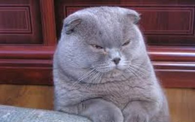 Las 10 Razas de Gatos mas Bonitas
