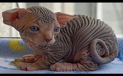10 Razas De Gatos Que NO Creerás Que Existen