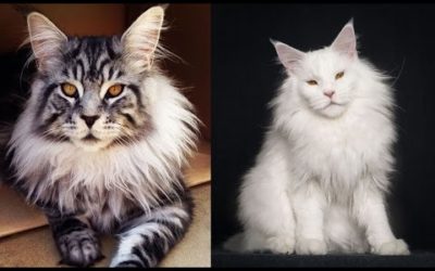 Los 17 Gatos MÁS CAROS del Mundo