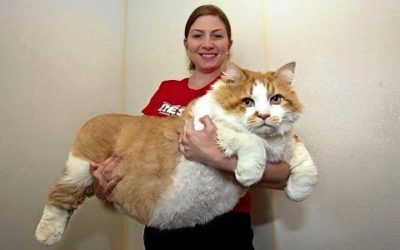 Los gatos mas grandes del mundo | Gatos domésticos Gigantes