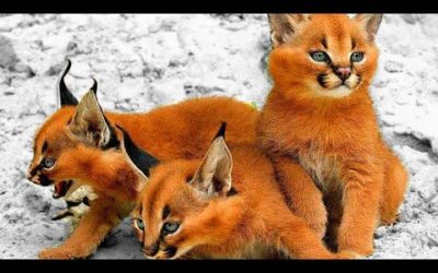 5 RAZAS DE GATOS MÁS RARAS Y EXÓTICAS