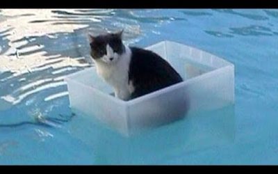 CATS will make you LAUGH YOUR HEAD OFF – Funny CAT compilation
