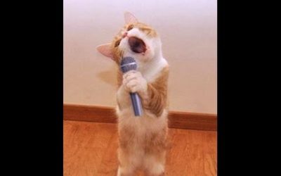 TOP Funny Cat and Dog Dancing and Singing in the World – Mkls