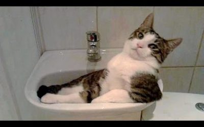 Funny CATS – LAUGHS and FUN for everyone – Funny cat compilation