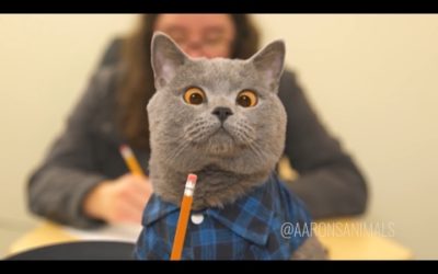 Aaron’s Animals NEW VIDEO COMPILATION 2017 || FunnyVines