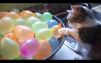 Cats VS Balloons 😂🎈 Funny Cats Playing With Balloons [Funny Pets]