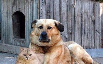 Sanar gatos y perros, a travès de la mùsica.