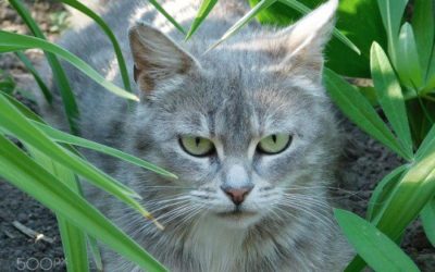 8 Síntomas de diabetes en el gato