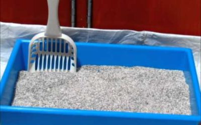 Tips Y Consejos De Mantenimiento Para El Arenero De Tu Gato – SiamCatChannel