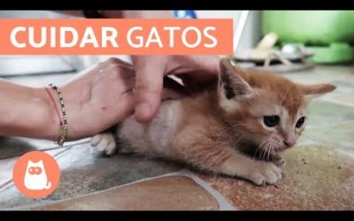Cómo cuidar un GATO CACHORRO
