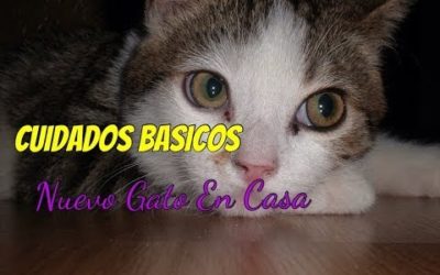 Cuidados básicos para la llegada de un nuevo gato a casa