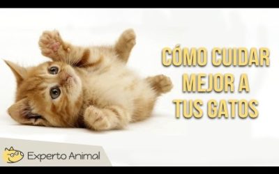 Consejos para cuidar mejor a tus gatos