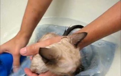 Como Bañar Correctamente A Tu Gato Por Primera Vez – SiamCatChannel