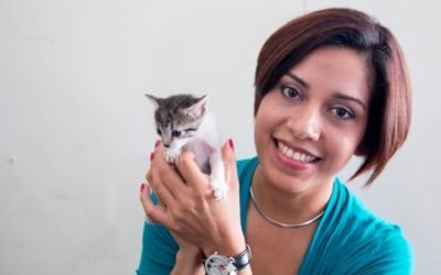 Cuidados básicos para gatos