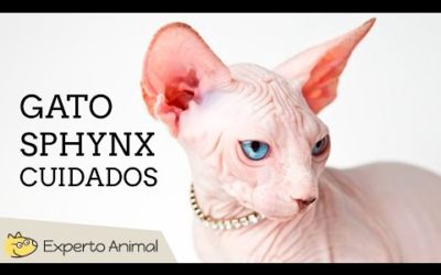 Cuidados del gato shpynx o esfinge