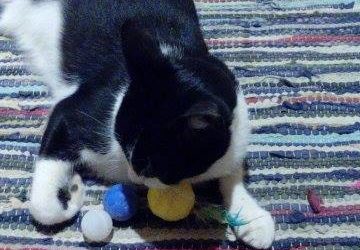 ¿Debemos desungular a nuestro gato?