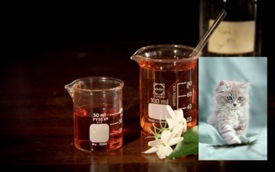 ¿ Conocìas èstos 7 remedios naturales que pueden mantener feliz y saludable a tu mascota?